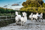 Elevage de Chevaux Camargue, Finistère, Bretagne