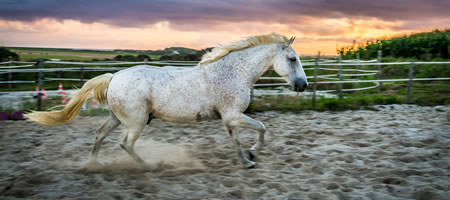 Cheval Camargue au Galop dans la carrire