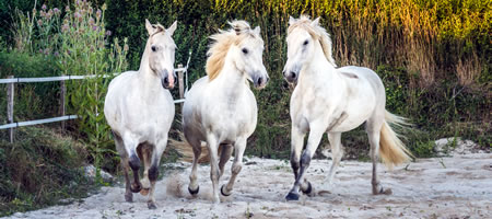 3 Chevaux Camargue dans la carrire