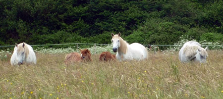 Pature chevaux en pleine nature au coeur du pays bigouden
