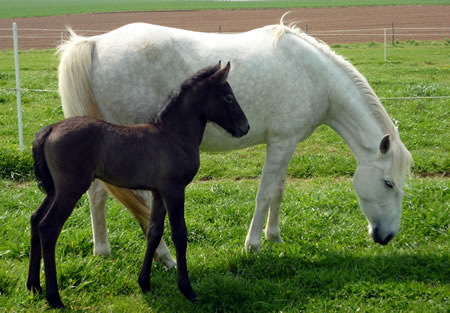 poulinières et poulains chevaux Camargue au pré