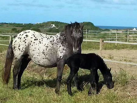 Chevaux de loisirs Appaloosa, Poulain et sa mre