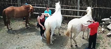 Soins chevaux ferme equestre