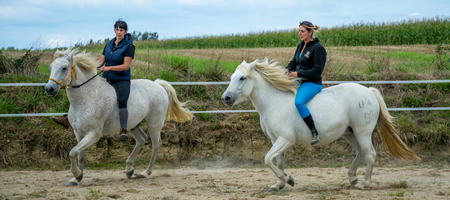 chevaux Camargue dans le mange