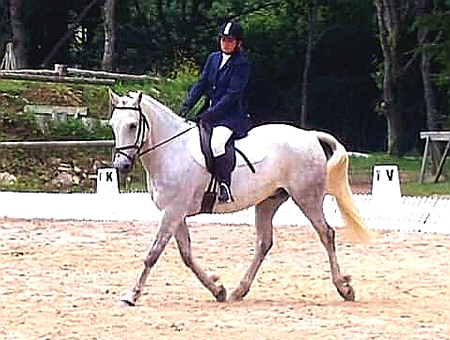 concours CSO dressage chevaux