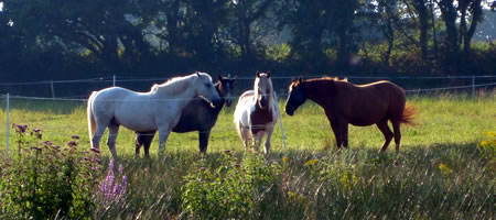 Chevaux au Pr, en Pension, Ecurie Ty-March