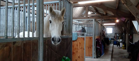 Pension Chevaux box et paddocks