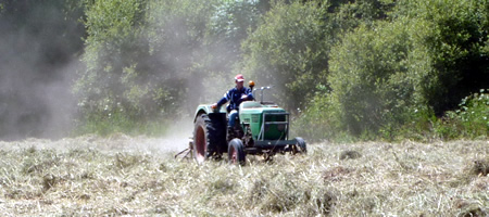 Les Foins pour la pension des chevaux